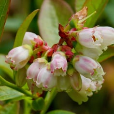 Late Lowbush Blueberry 2