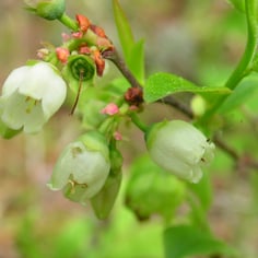 Late Lowbush Blueberry 3