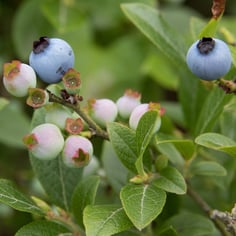 Late Lowbush Blueberry 4