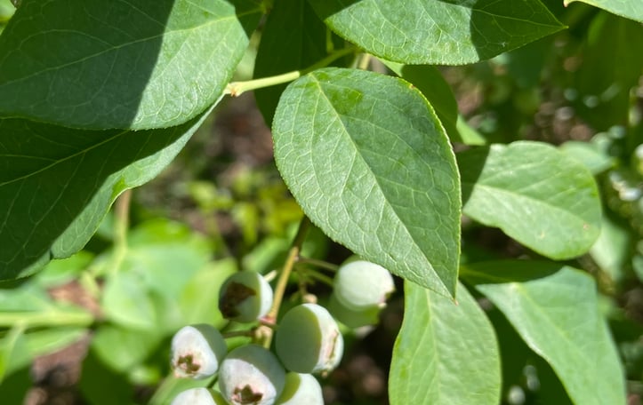 Blueberry 'Climax'