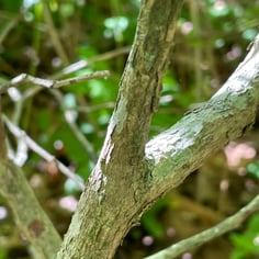 Blueberry 'Climax' 2