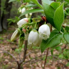 Highbush Blueberry 4