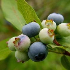 Highbush Blueberry 2