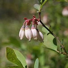 Highbush Blueberry 3