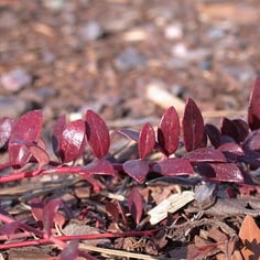 Creeping Blueberry 4