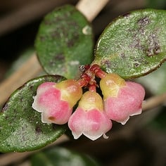 Creeping Blueberry 2