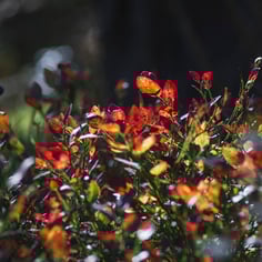 Creeping Blueberry 3