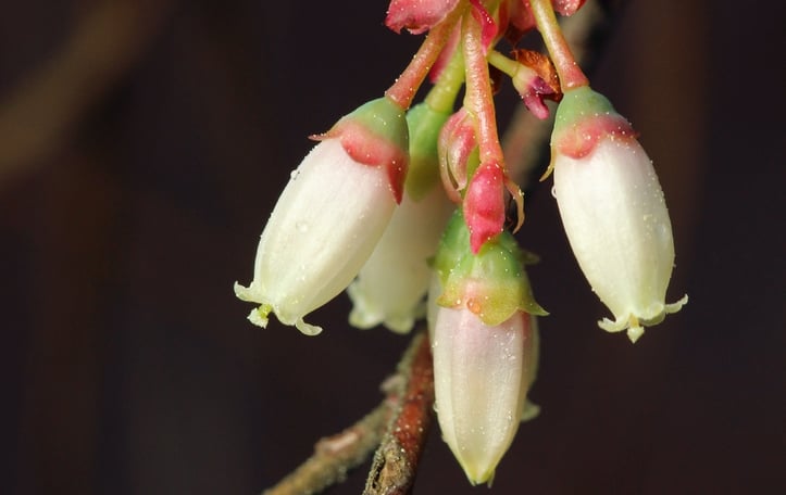 Black Highbush Blueberry