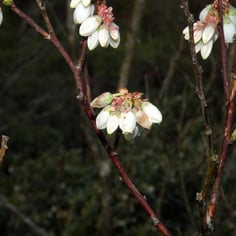 Black Highbush Blueberry 2