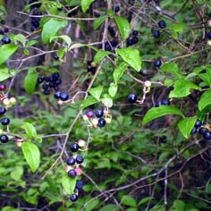 Black Highbush Blueberry 3