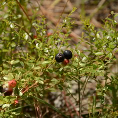 Dwarf Blueberry 2