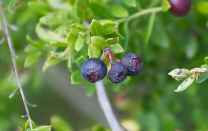 Dwarf Blueberry