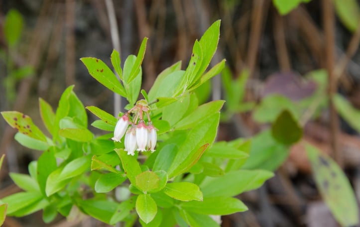 Small Black Blueberry