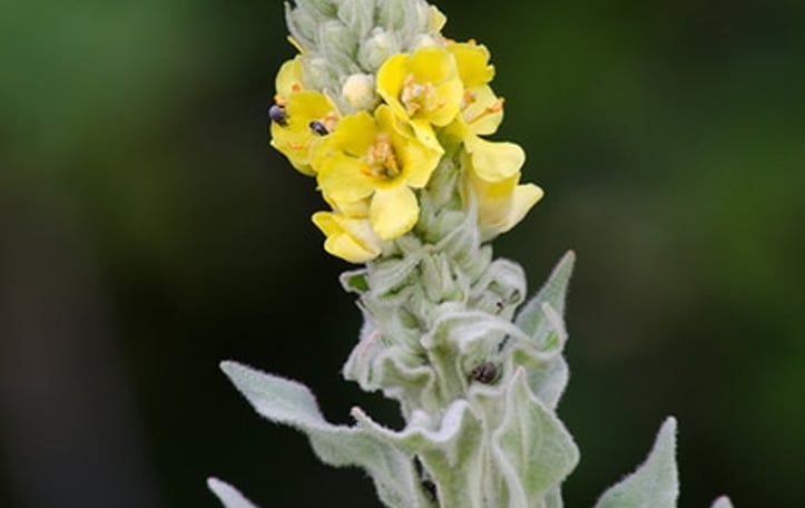 Common Mullein
