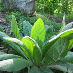 Common Mullein 4