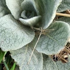 Common Mullein 3
