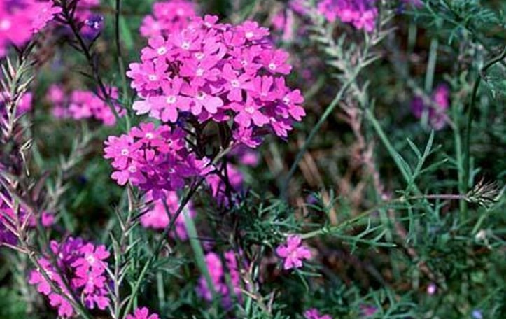 Moss Verbena