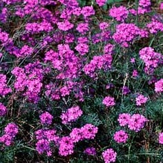 Moss Verbena 2