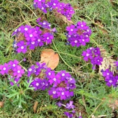 Moss Verbena 3