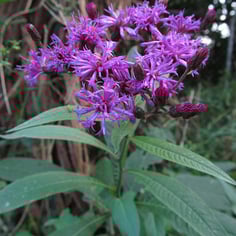 Giant Ironweed 4