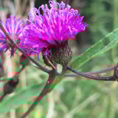 Giant Ironweed 2
