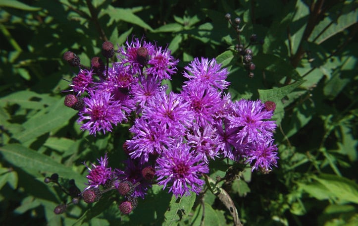 Giant Ironweed