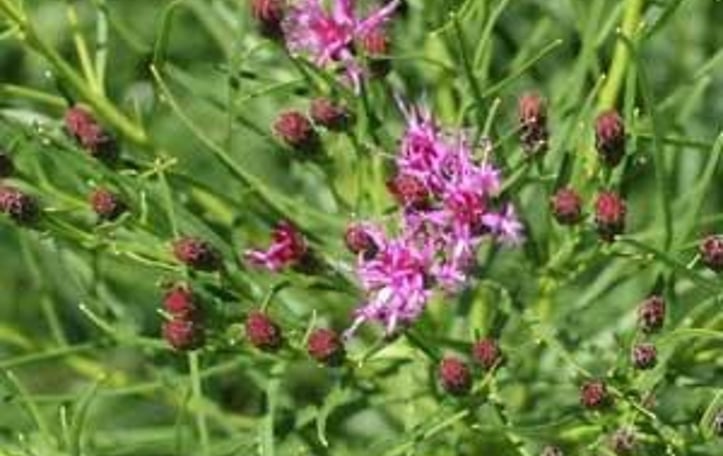Ironweed