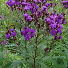 Ironweed 2