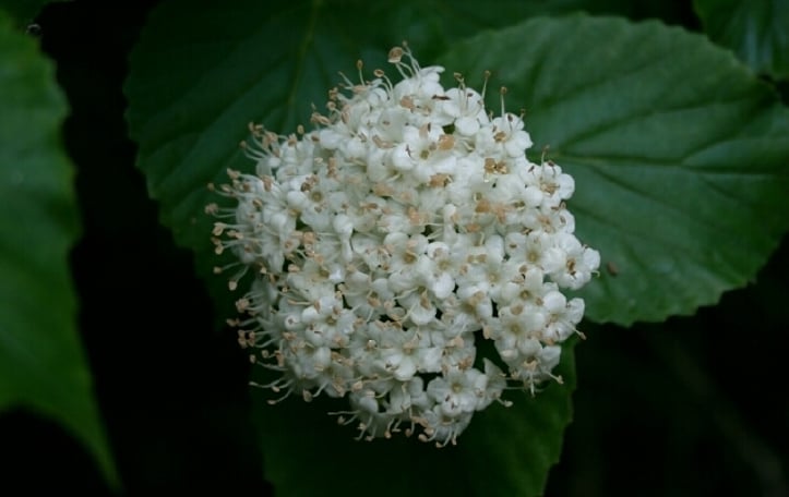 Bracted Viburnum