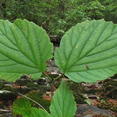 Bracted Viburnum 2