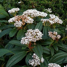 David Viburnum 3