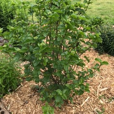 All That Glows® Viburnum 4