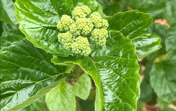 All That Glows® Viburnum