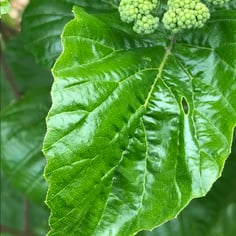 All That Glows® Viburnum 2