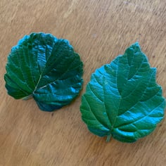 All That Glows® Viburnum 3