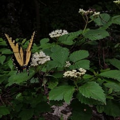 Arrow-wood Viburnum 2