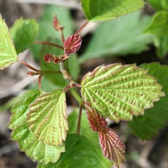 Arrow-wood Viburnum 3