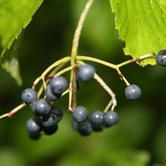 Arrow-wood Viburnum 4