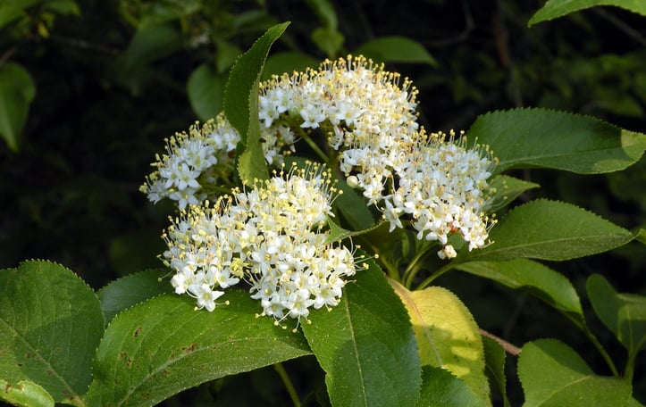 Black Haw