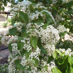 Luzon Viburnum 2