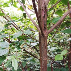 Luzon Viburnum 4