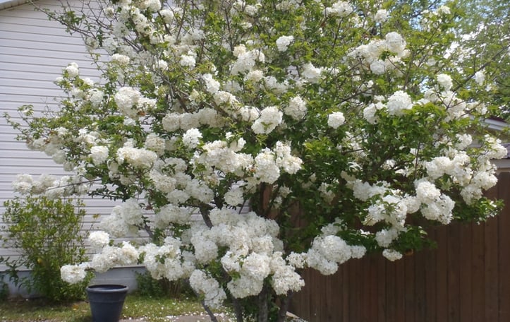 Chinese Snowball Tree