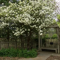Chinese Snowball Tree 2