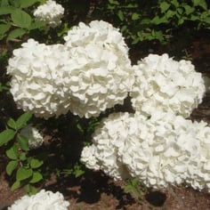Chinese Snowball Tree 3