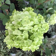 Chinese Snowball Tree 4