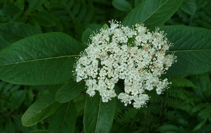 Possumhaw Viburnum