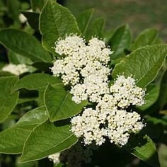 Possumhaw Viburnum 2