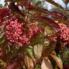 Possumhaw Viburnum 3