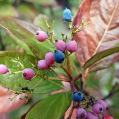 Possumhaw Viburnum 4