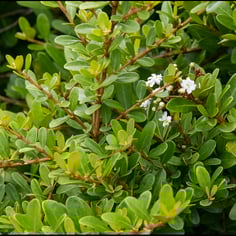 Small Leaf Arrowwood 3